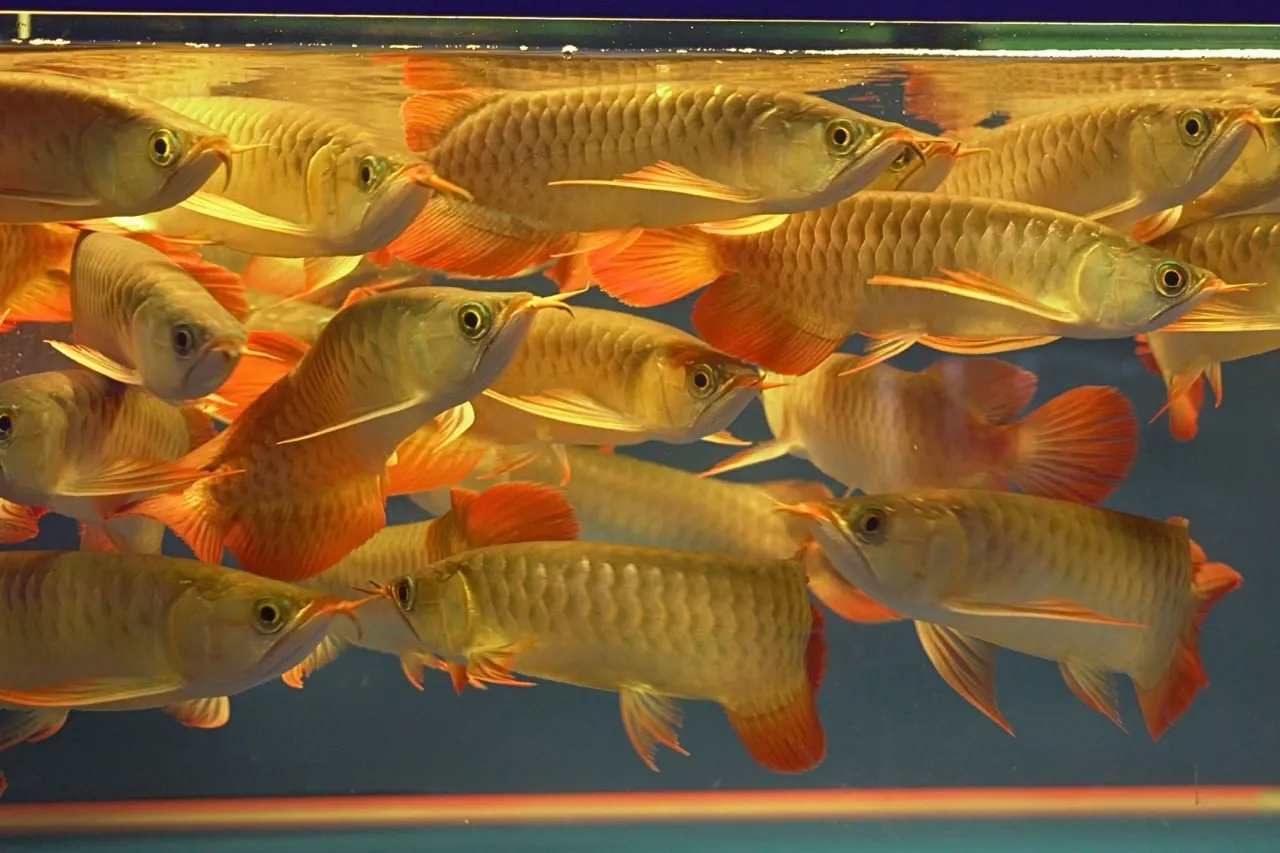 Premium Arowana 1