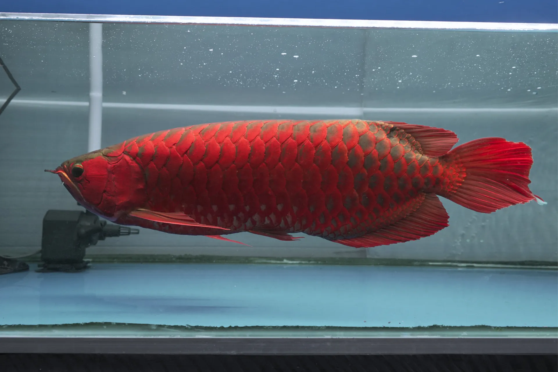 Premium Arowana 10