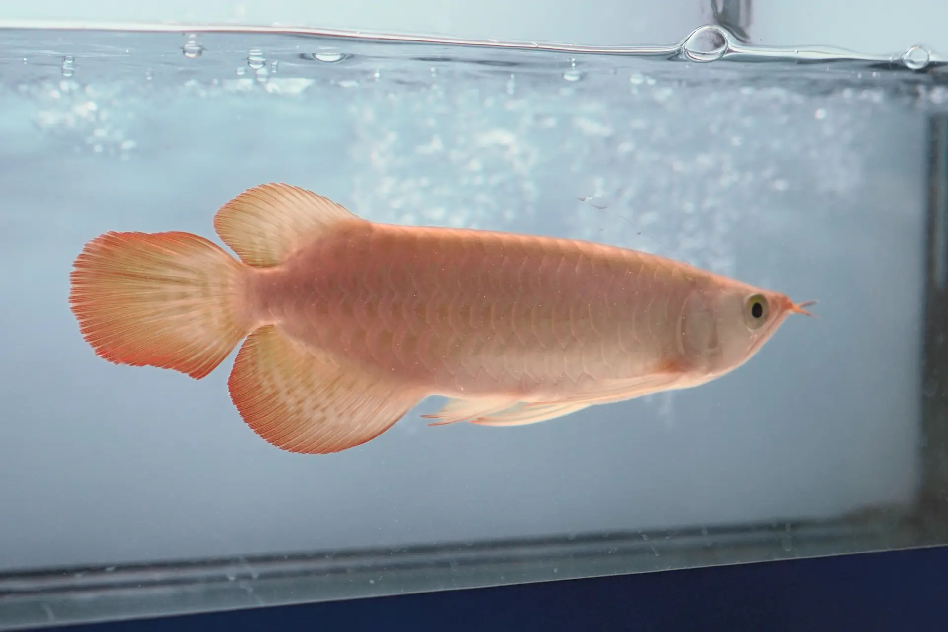 Premium Arowana 12