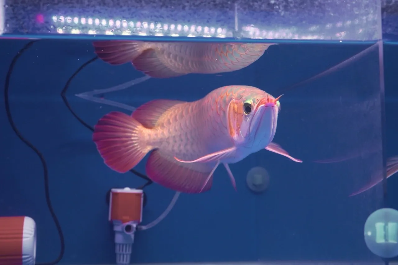 Premium Arowana 2