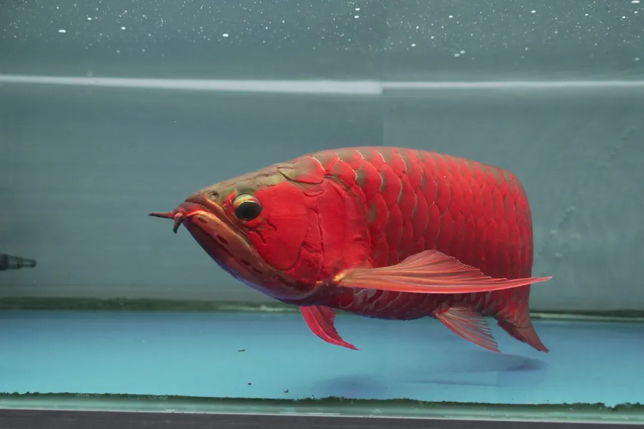 Premium Arowana 3