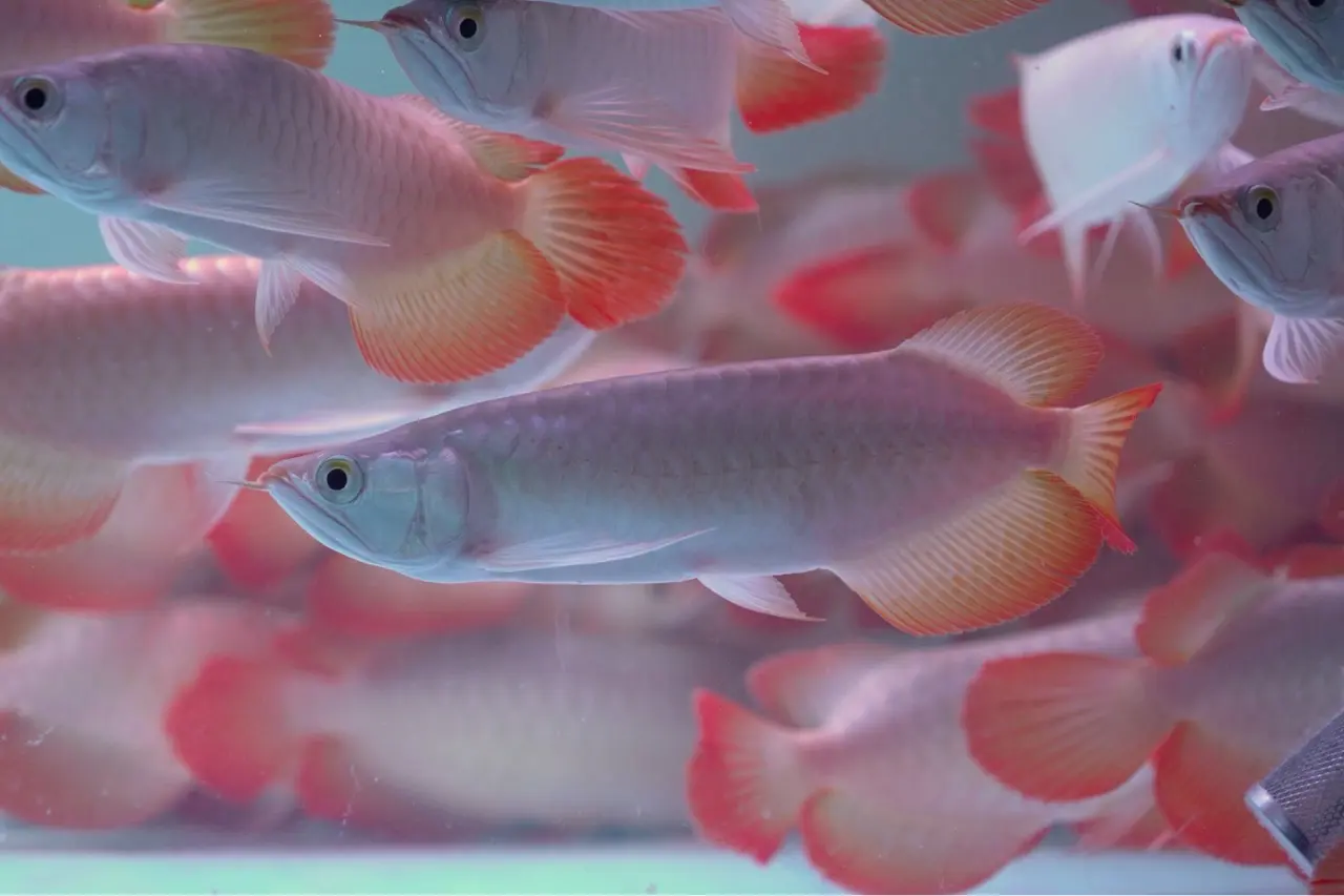 Premium Arowana 4