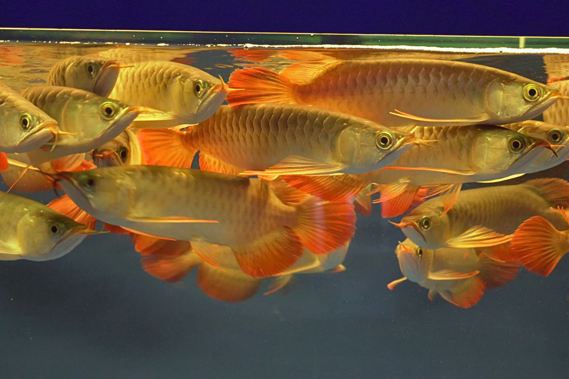 Premium Arowana 5