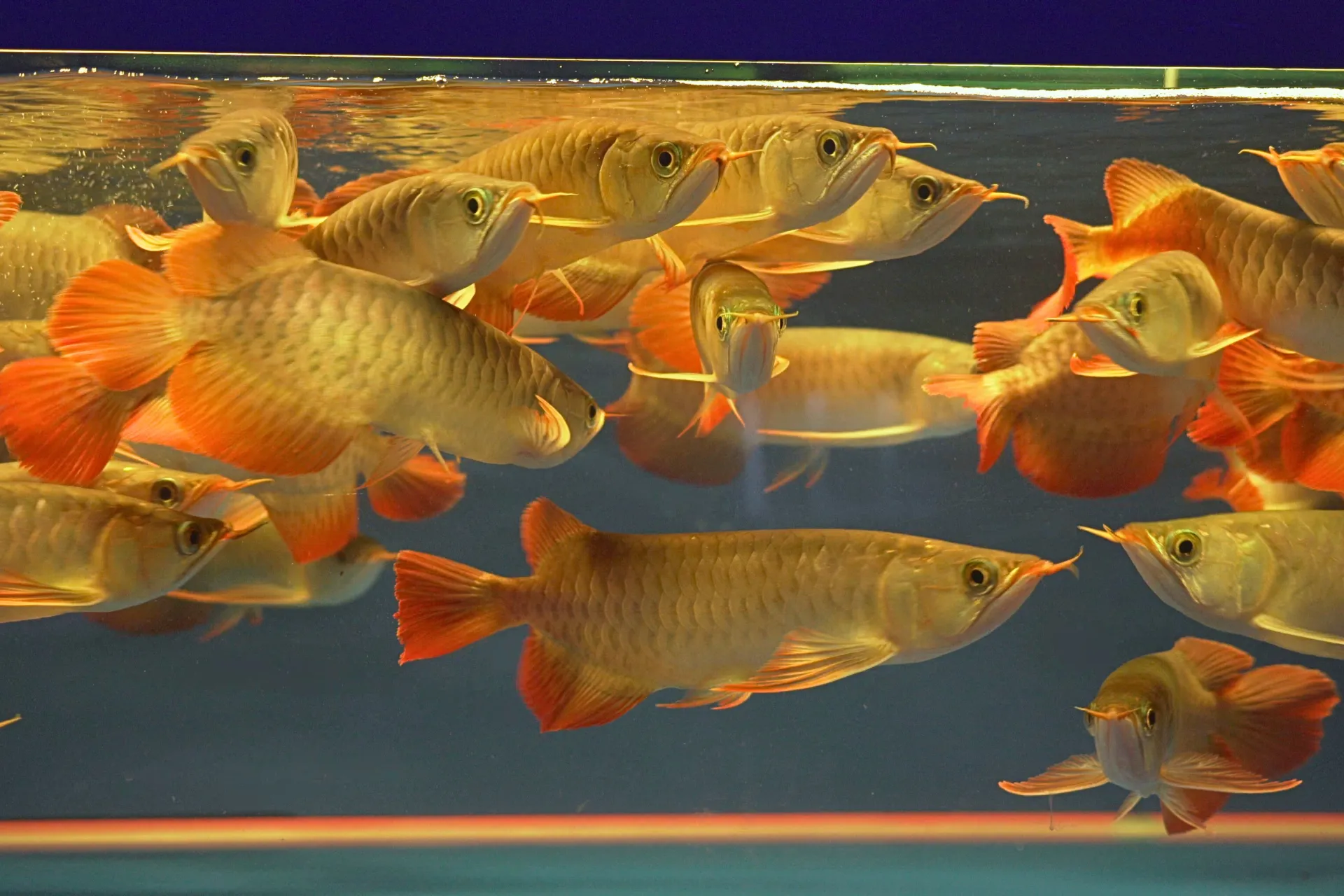 Premium Arowana 6