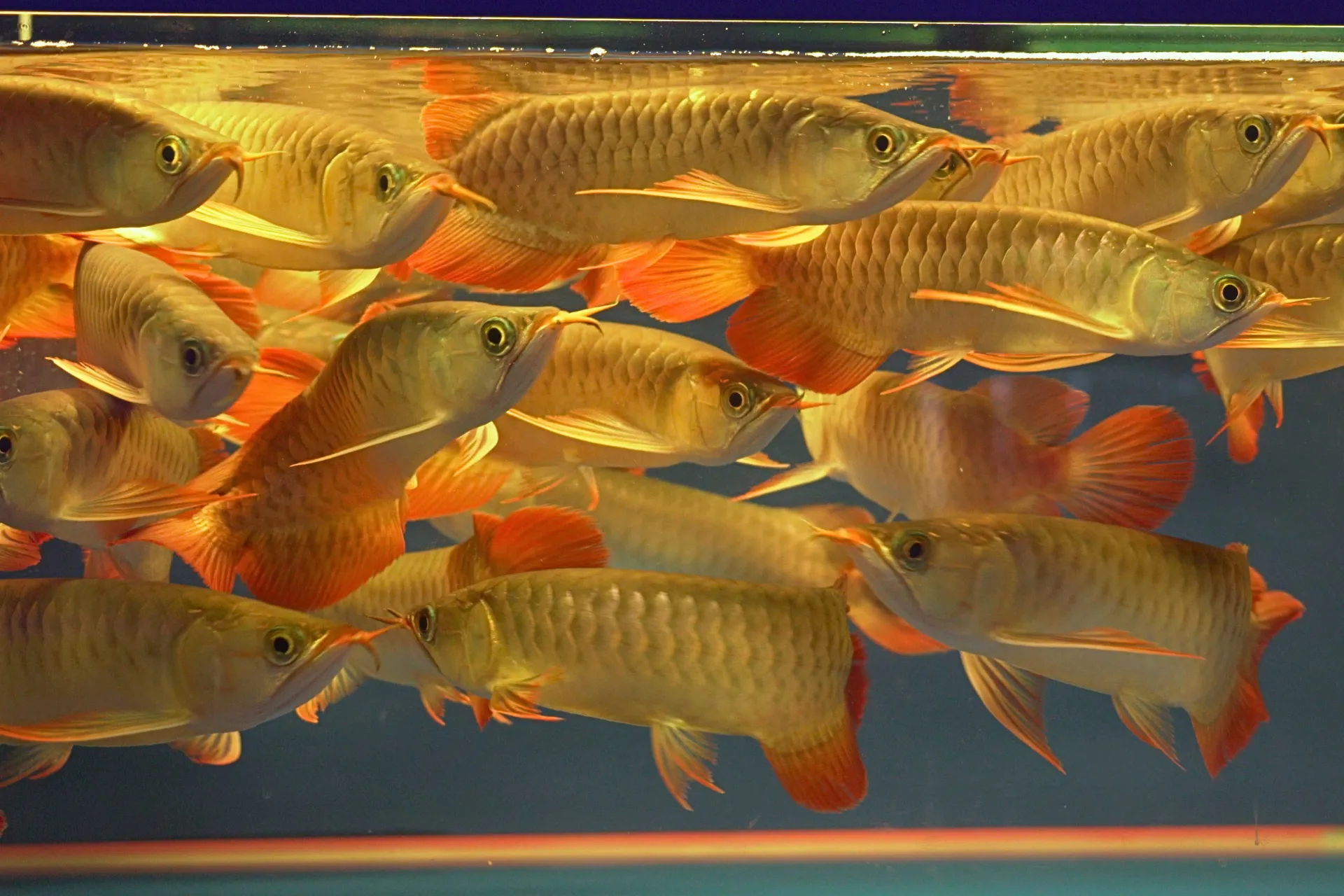 Premium Arowana 7