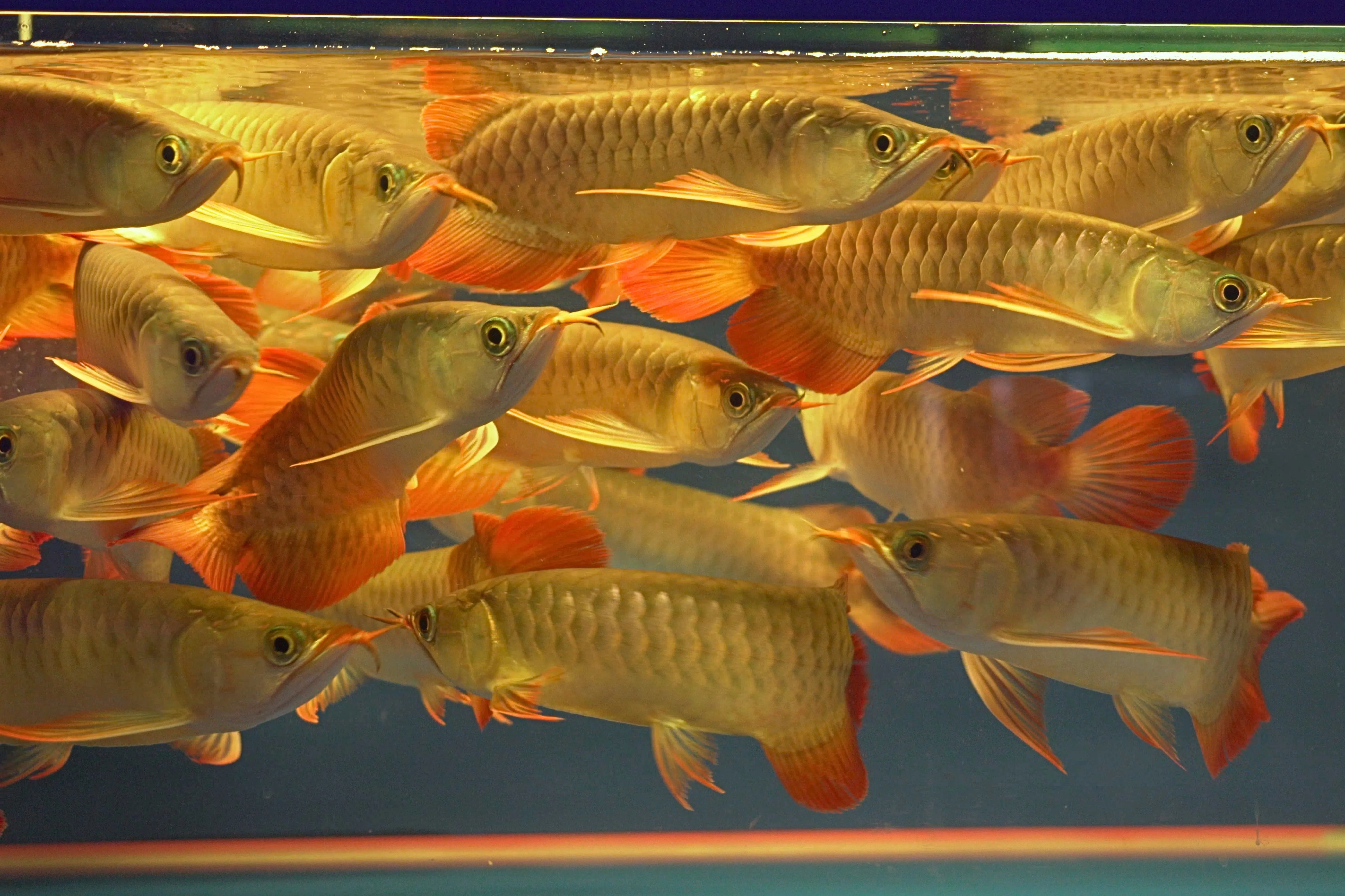 Premium Arowana 7