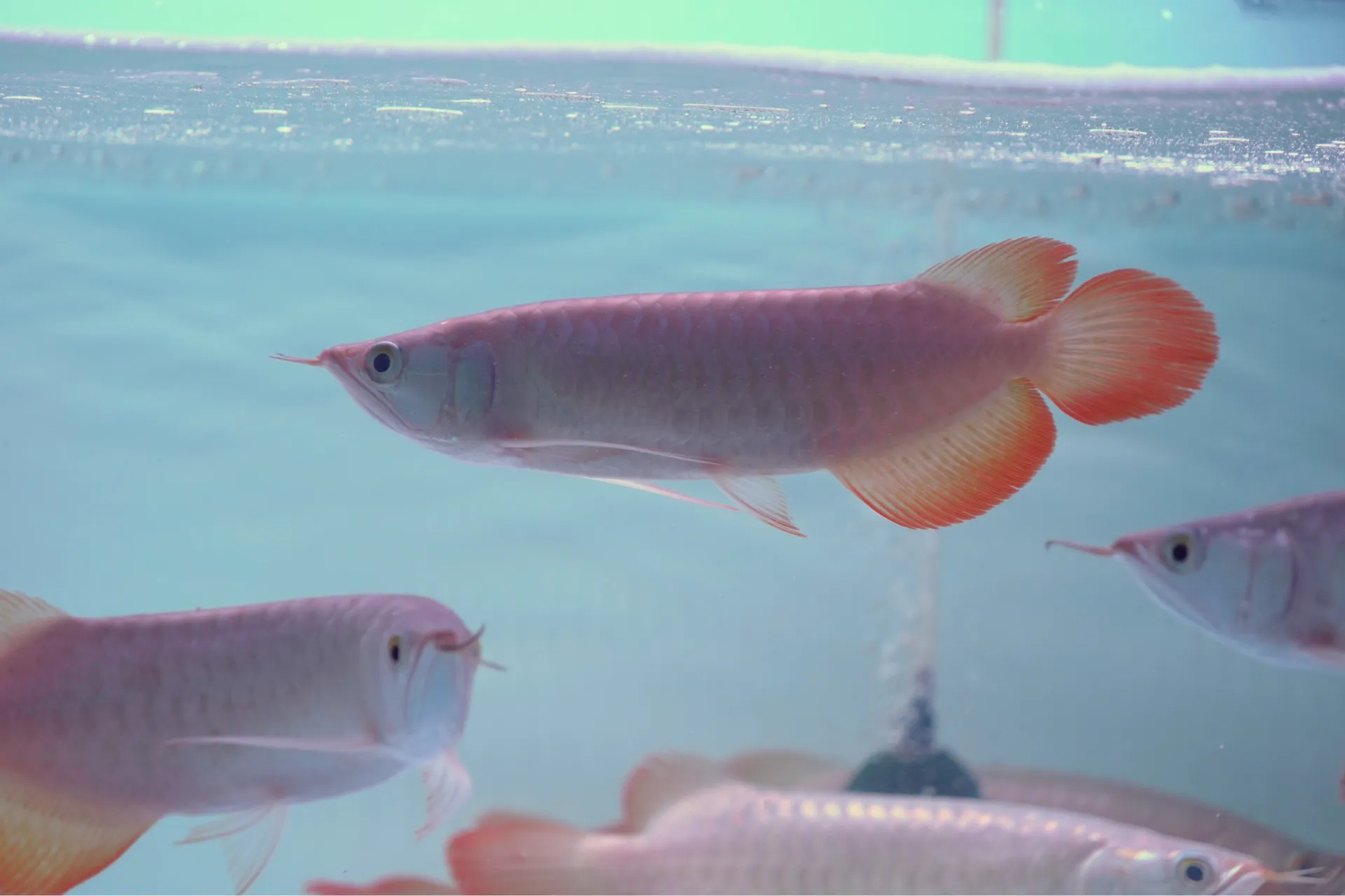 Premium Arowana 9
